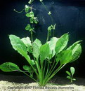 اکینودوروس بلهرری,گیاه شمشیر پهن برگ آمازون,Echinodorus paniculatus , Echinodorus pangeri
